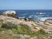 Hermanus (3) 